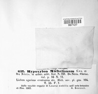 Annulohypoxylon michelianum image